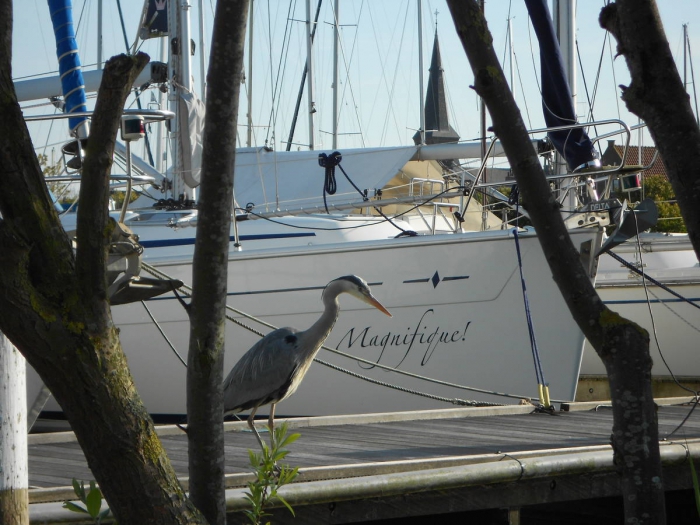 Marrekrite aanlegplaatsen